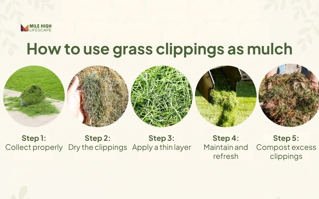 How to use grass clippings as mulch (step-by-step guide)