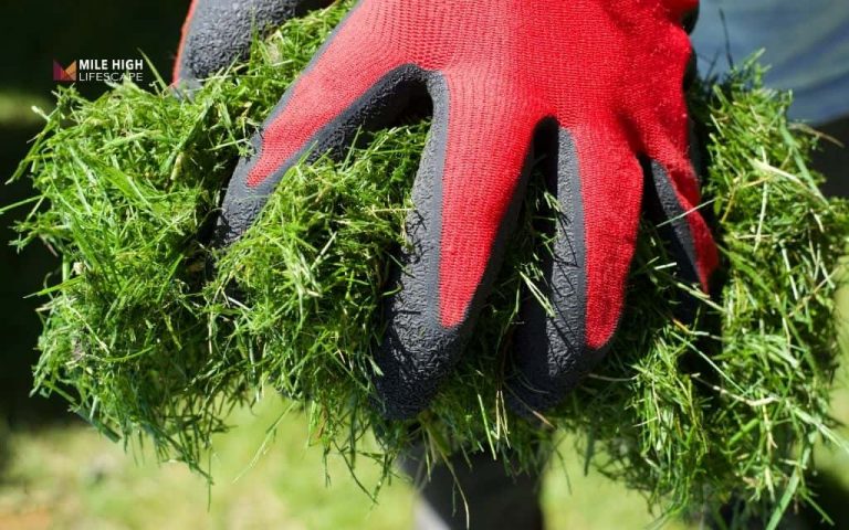 How to use mulch for grass to improve your lawn in Denver, CO