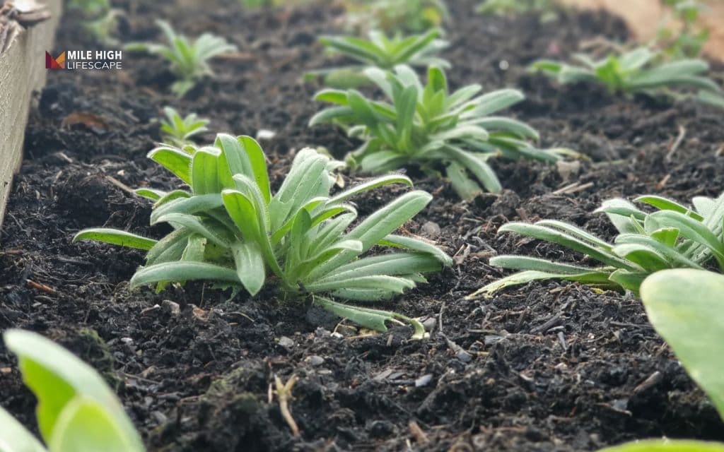 Key factors that affect how long should mulch last in Denver