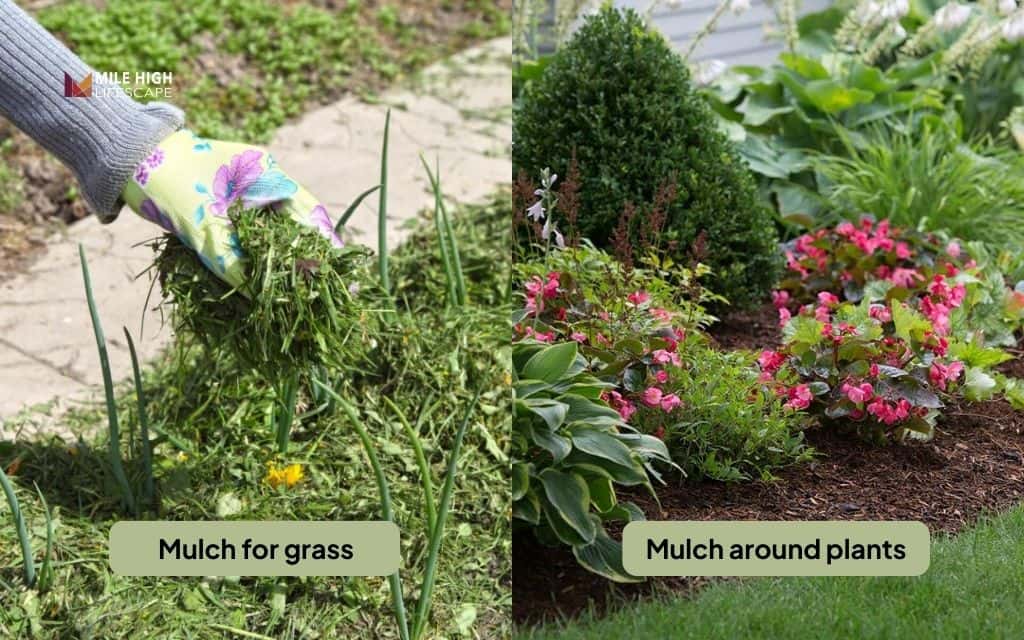 "Mulch for grass" vs mulch around plants