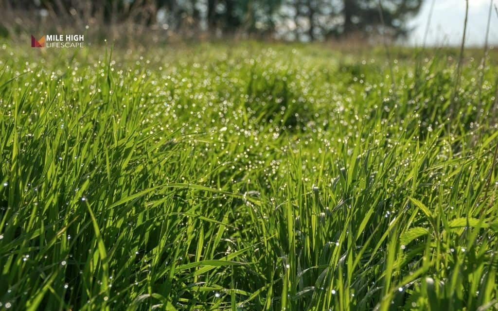 Seasonal mulching plan for Denver lawns