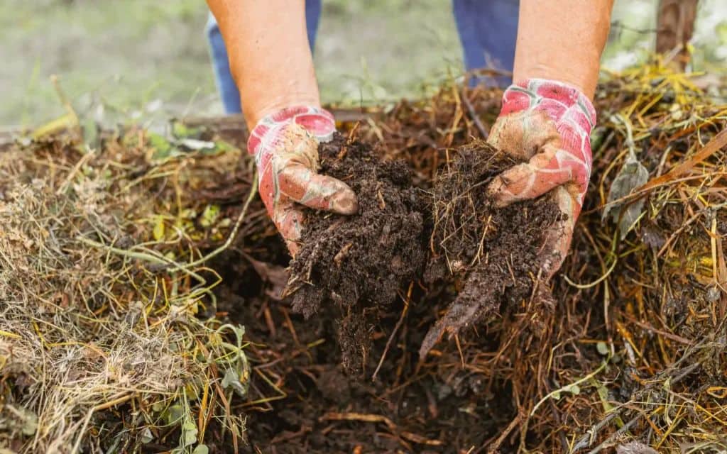 Signs it's time to refresh or replace mulch