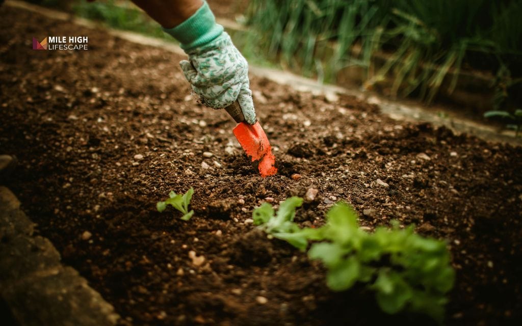 Soil, plants, and performance – any real difference?