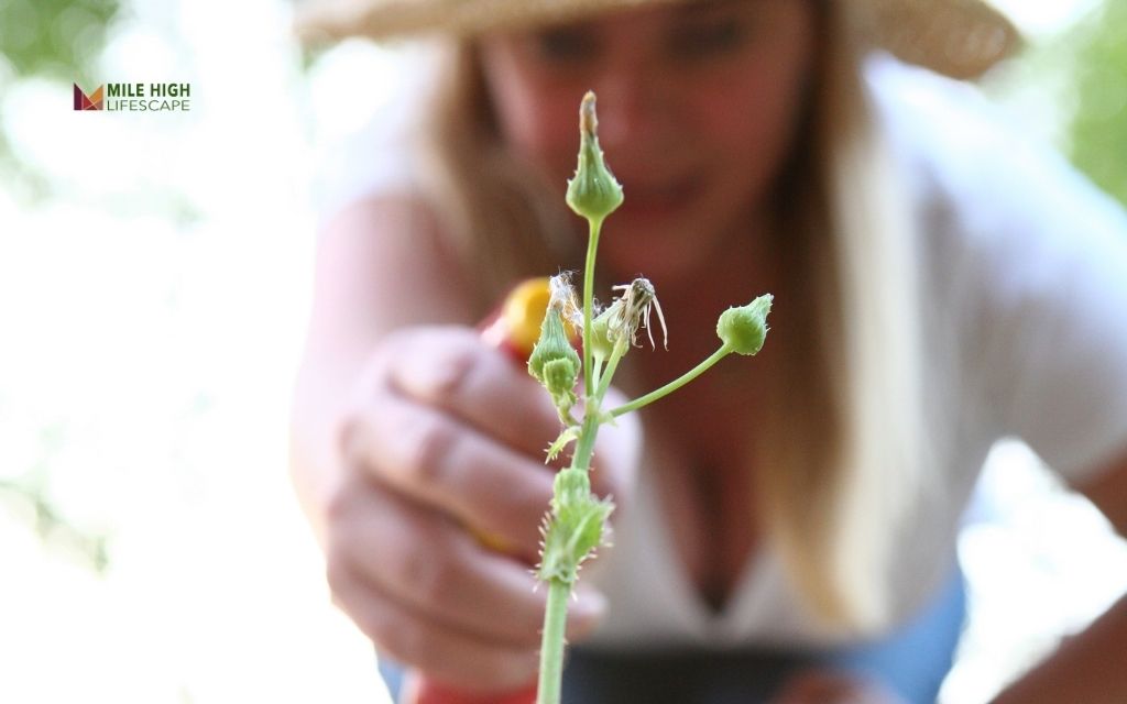 Use targeted weed killers