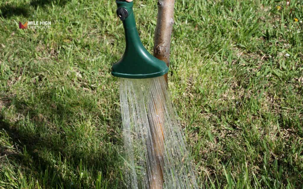 Water your mulch after spreading it