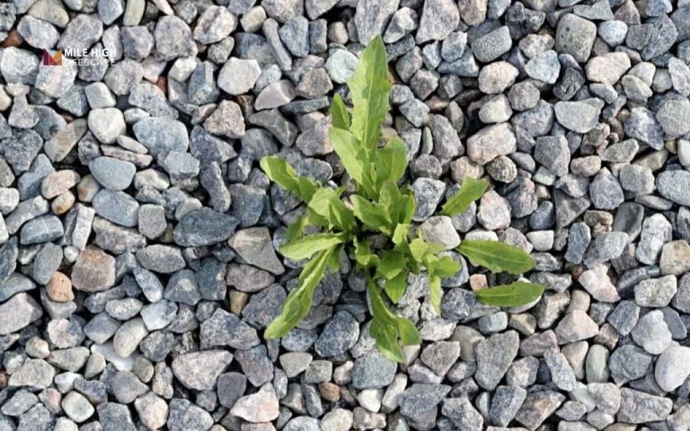 Weed control in rocks: How to eliminate weeds from rock beds