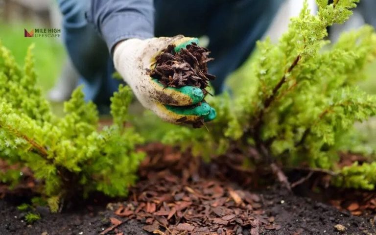 What color mulch looks best for your house color? A visual guide for Denver homeowners