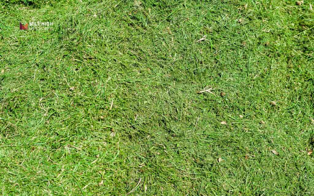 What does a mulch plug do for your lawn?