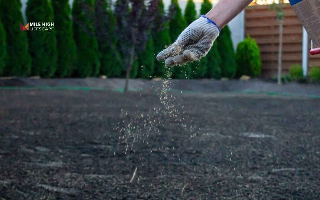 What "mulching new grass seed" really means