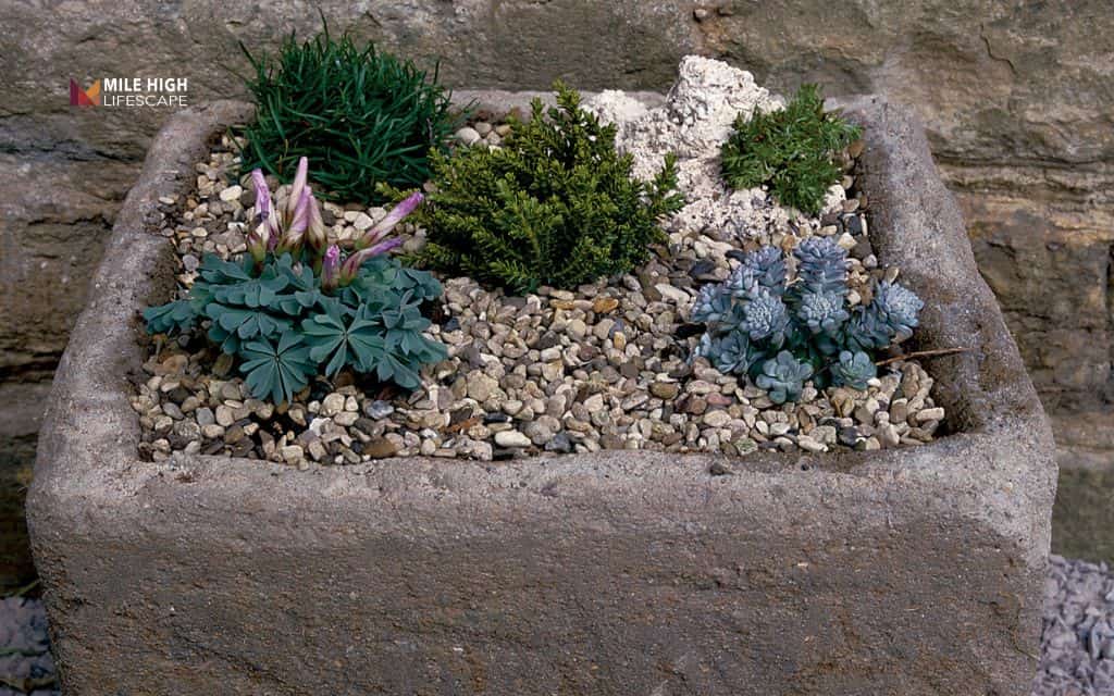 Alpine troughs & containers