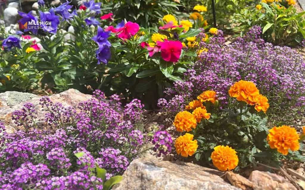 Colorful perennial rock border