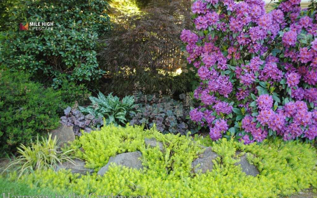 Evergreen winter-interest rock slope