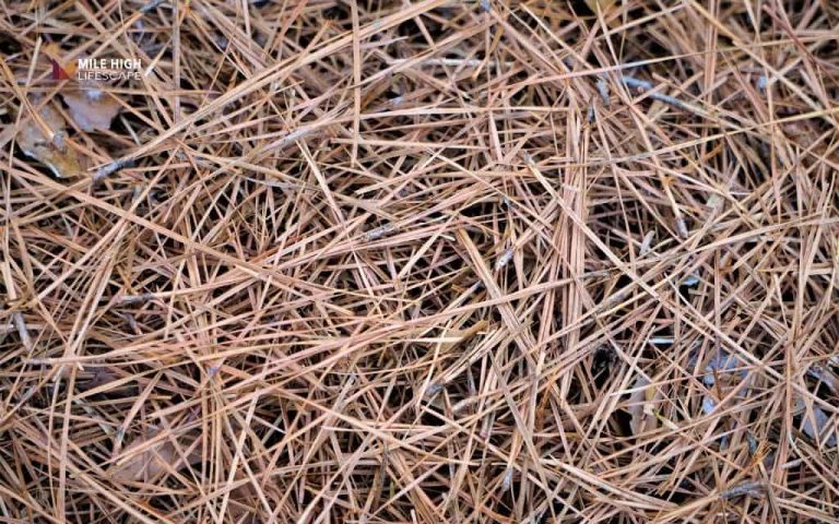 Should you use pine straw as mulch? Denver homeowners' complete guide
