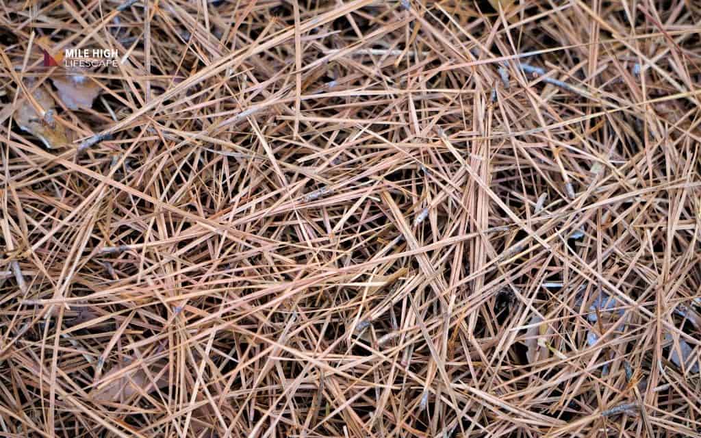 Should you use pine straw as mulch? Denver homeowners' complete guide
