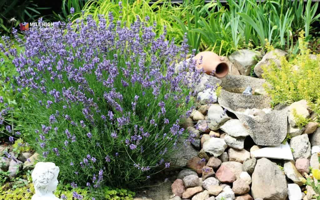 Wild-inspired native rock prairie