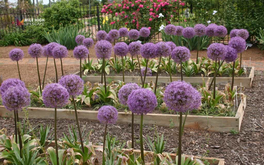 Allium (ornamental onion)