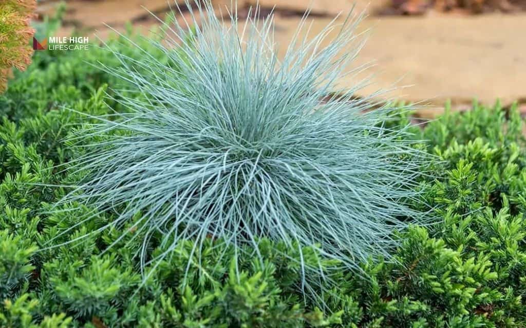 Blue Fescue (Festuca glauca)