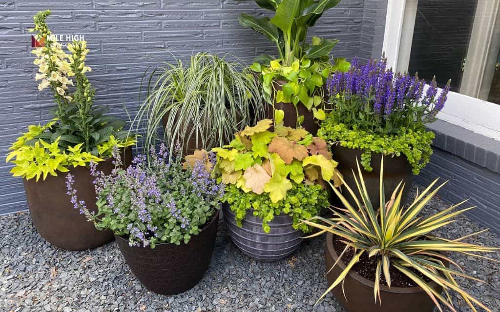 Budget-friendly grouped pots on pea gravel