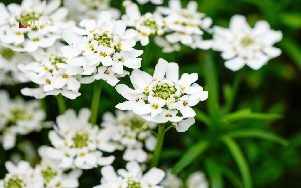 Candytuft (Iberis sempervirens)
