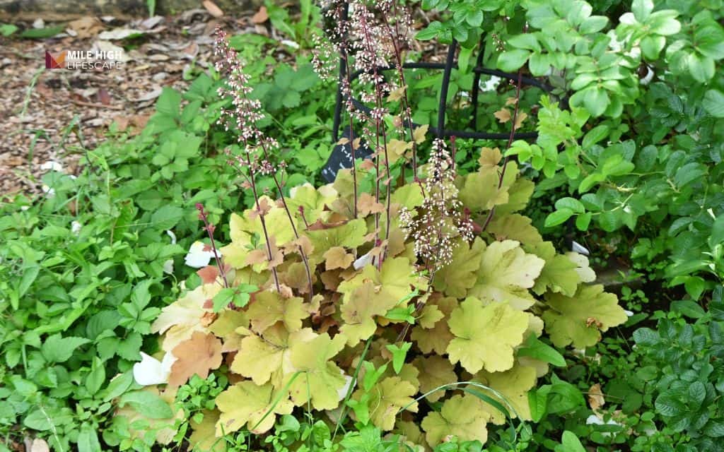 Coral Bells (Heuchera)