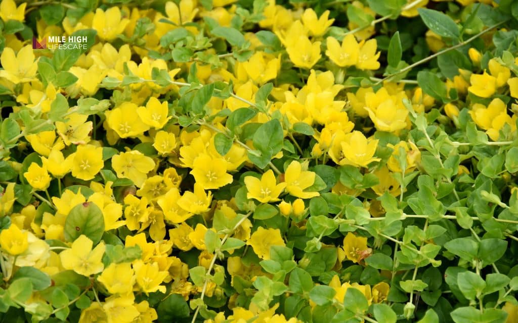 Creeping Jenny (Lysimachia nummularia)