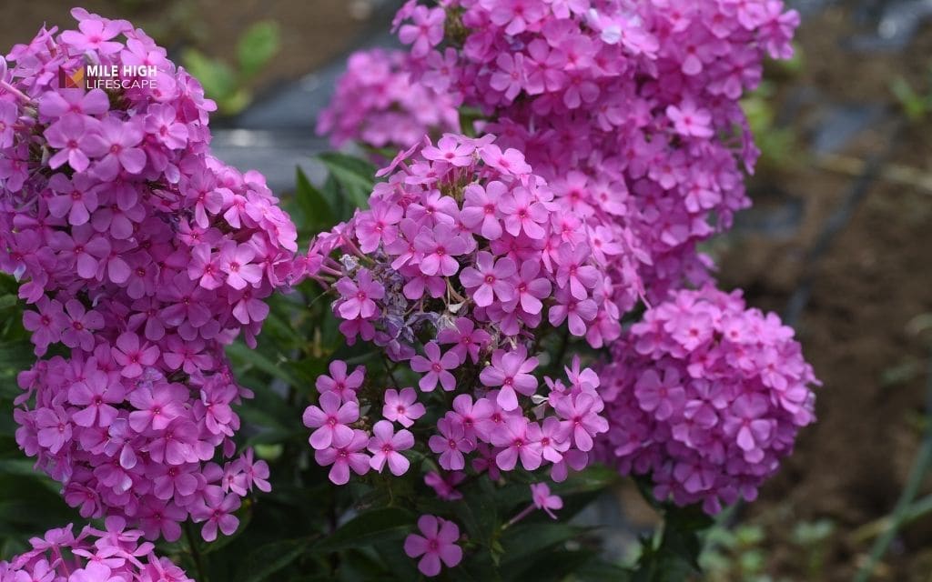 Creeping Phlox (Phlox subulata)