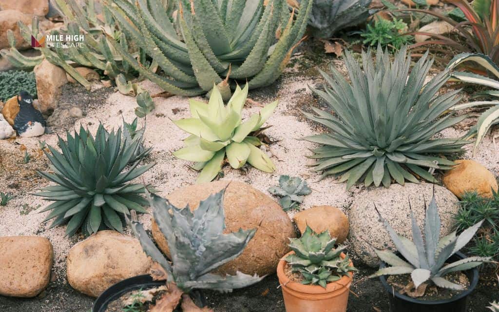 Designing with xeriscape rocks