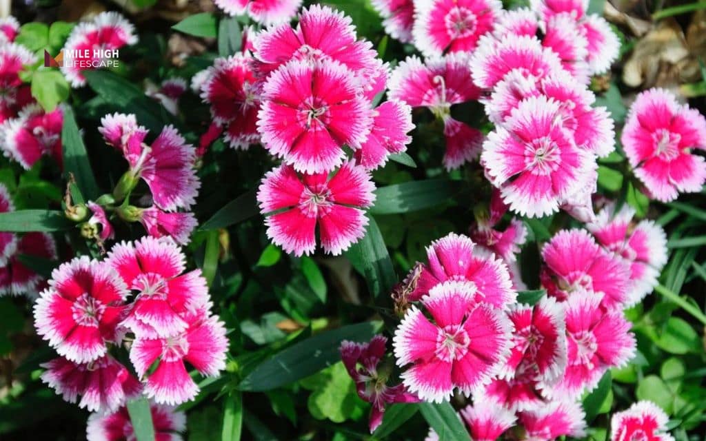 Dianthus (Dianthus gratianopolitanus)
