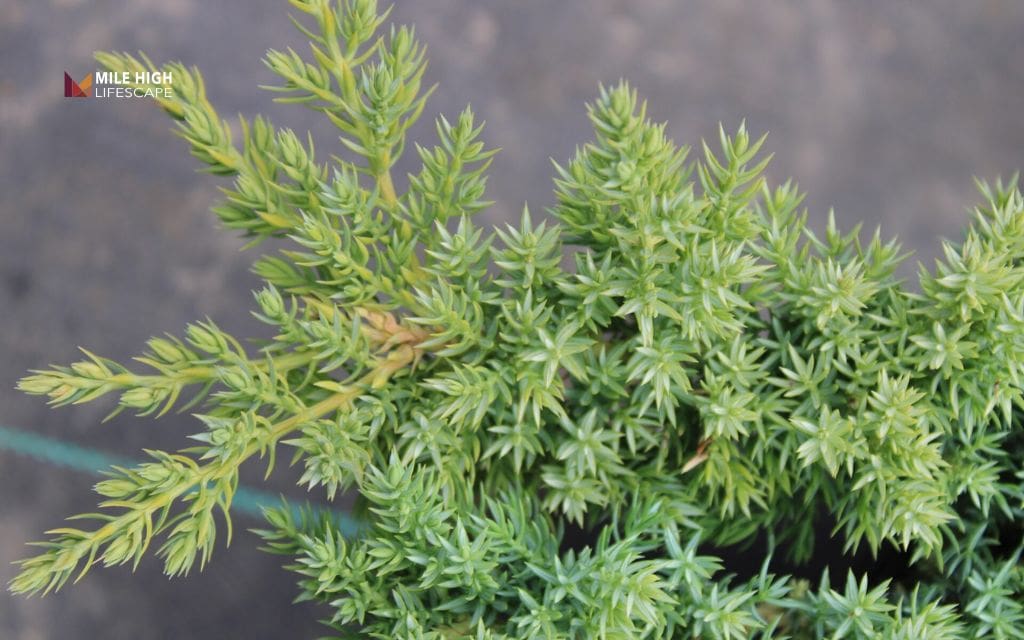 Dwarf Juniper (Juniperus species)