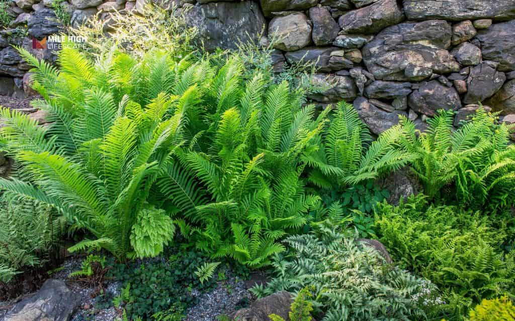 Ferns (cold-hardy types)