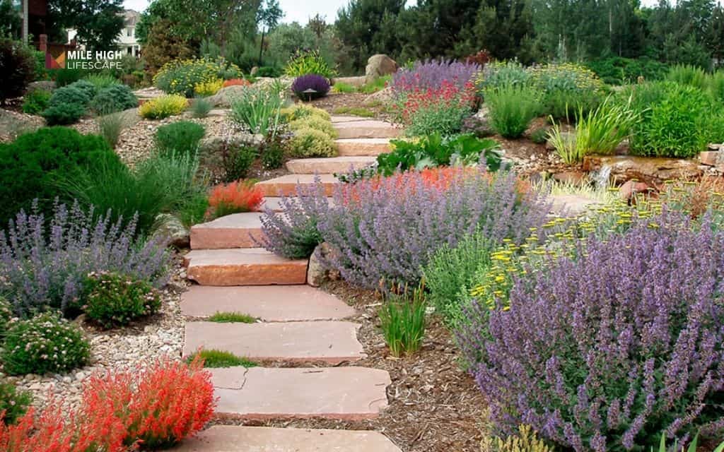 Flagstone walkway with xeriscape plant borders