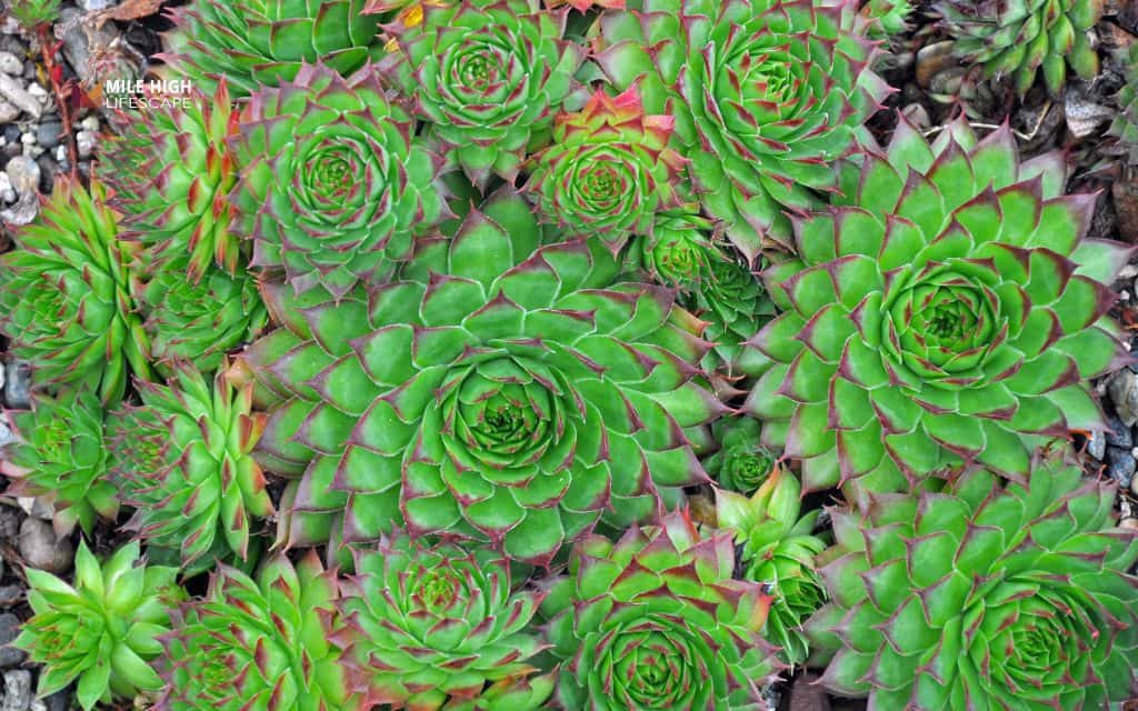 Hens and Chicks (Sempervivum)