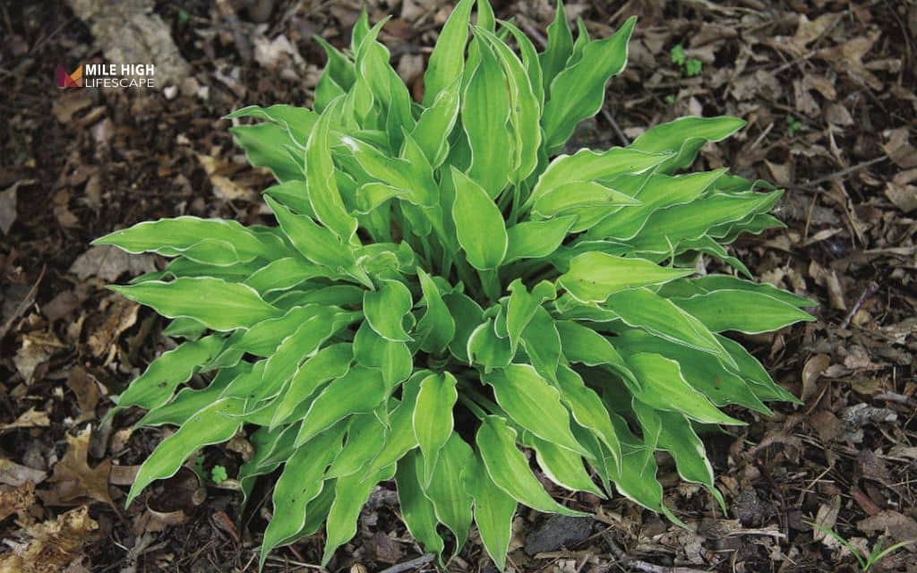 Hosta (compact varieties)
