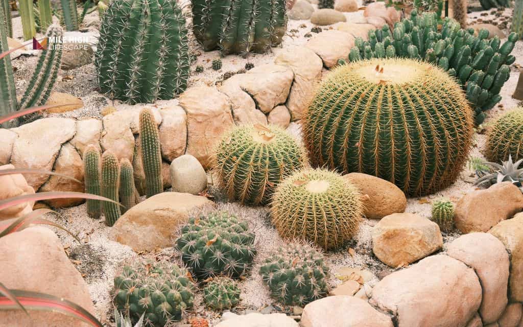 How to choose and design xeriscape rocks for Denver climate