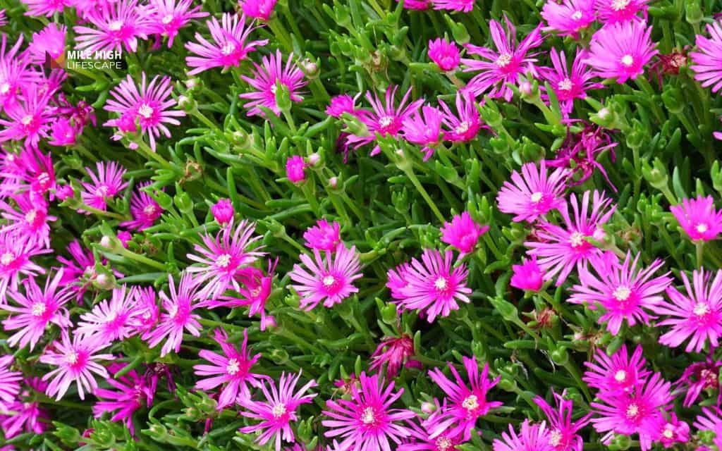 Ice Plant (Delosperma cooperi)