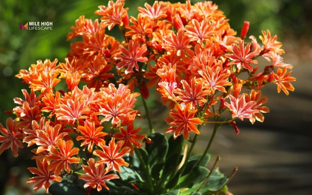 Lewisia (Lewisia cotyledon)
