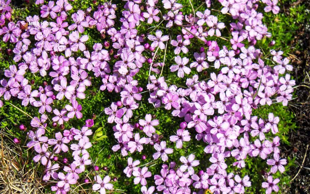 Moss Campion (Silene acaulis)