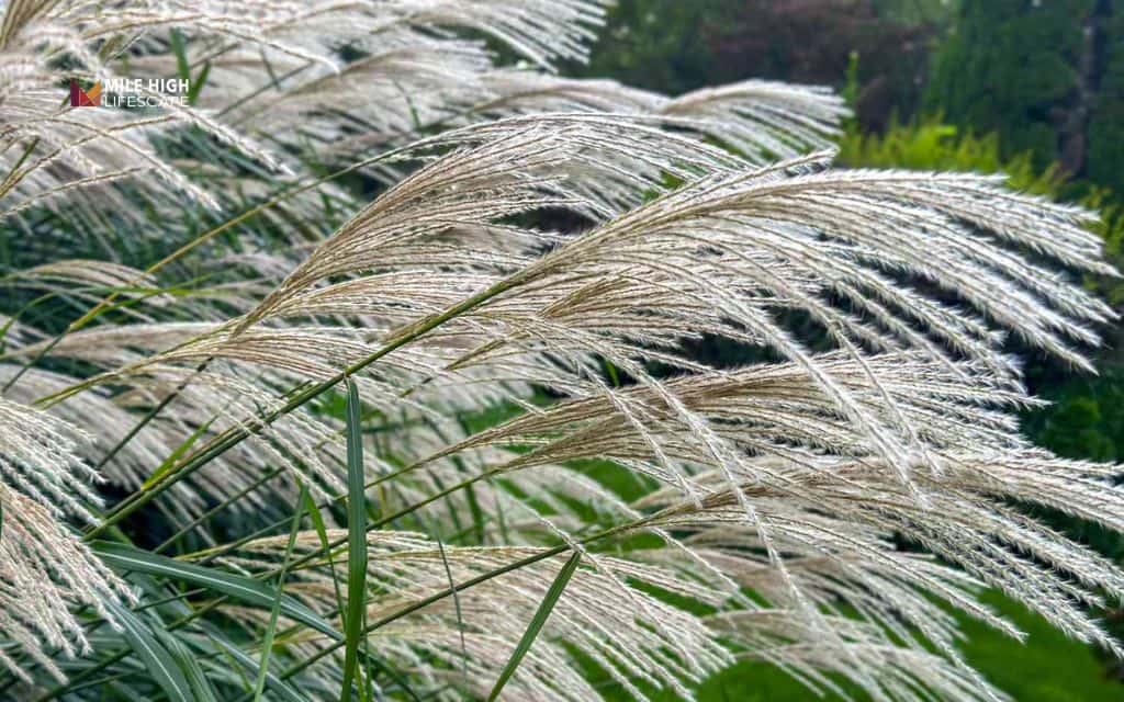 Ornamental Grasses (Little Bluestem, Blue Oat Grass)