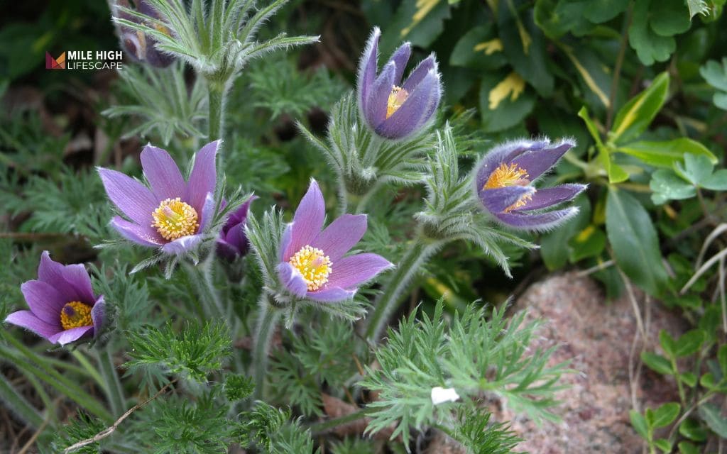 Pasque Flower (Pulsatilla patens)