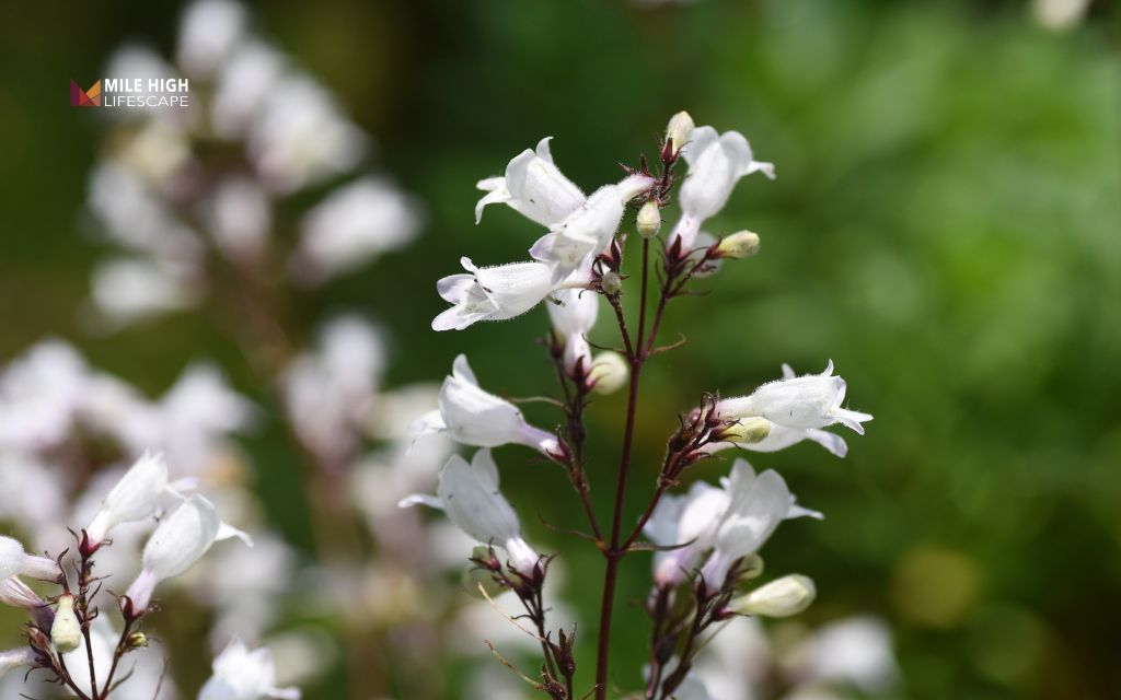 Penstemon (multiple native species)