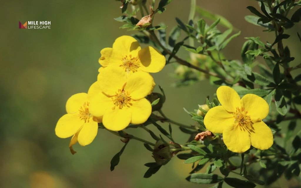 Potentilla (Potentilla fruticosa)