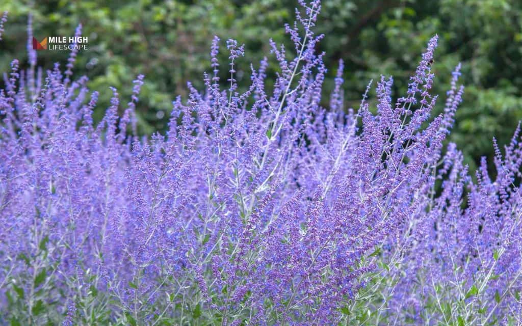 Russian Sage (Perovskia atriplicifolia)