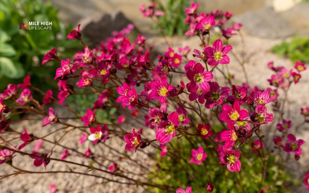 Saxifraga (Saxifraga species)
