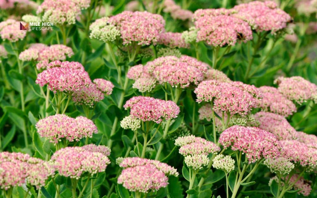 Sedum (Stonecrop - multiple species)