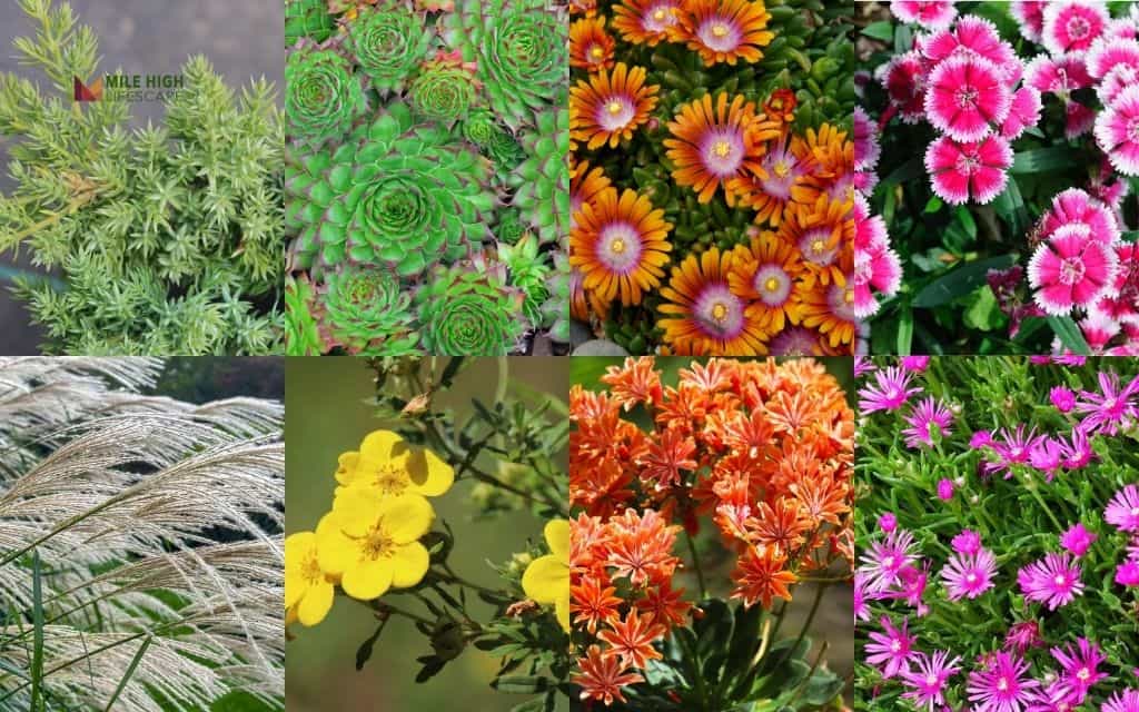 The 30 best rock garden plants for Denver