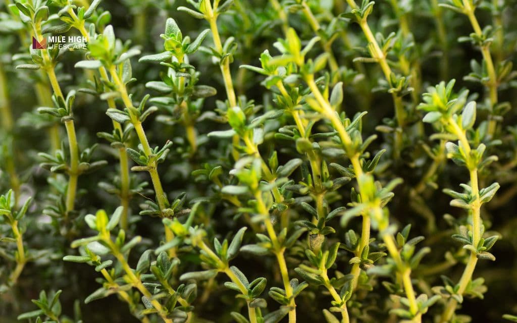 Thyme (Thymus serpyllum and T. pseudolanuginosus)