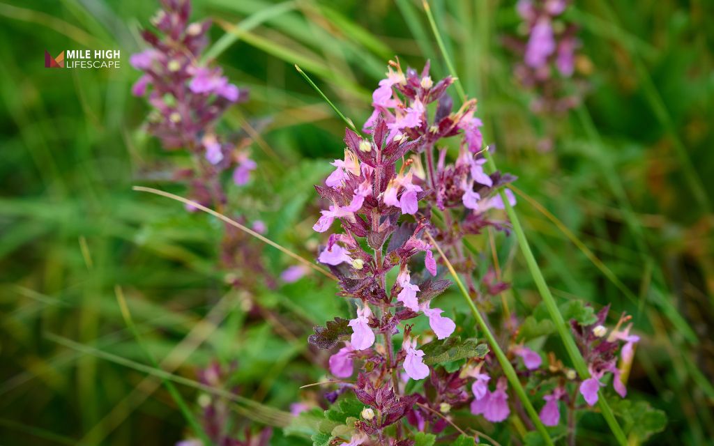 Wall Germander (Teucrium chamaedrys)