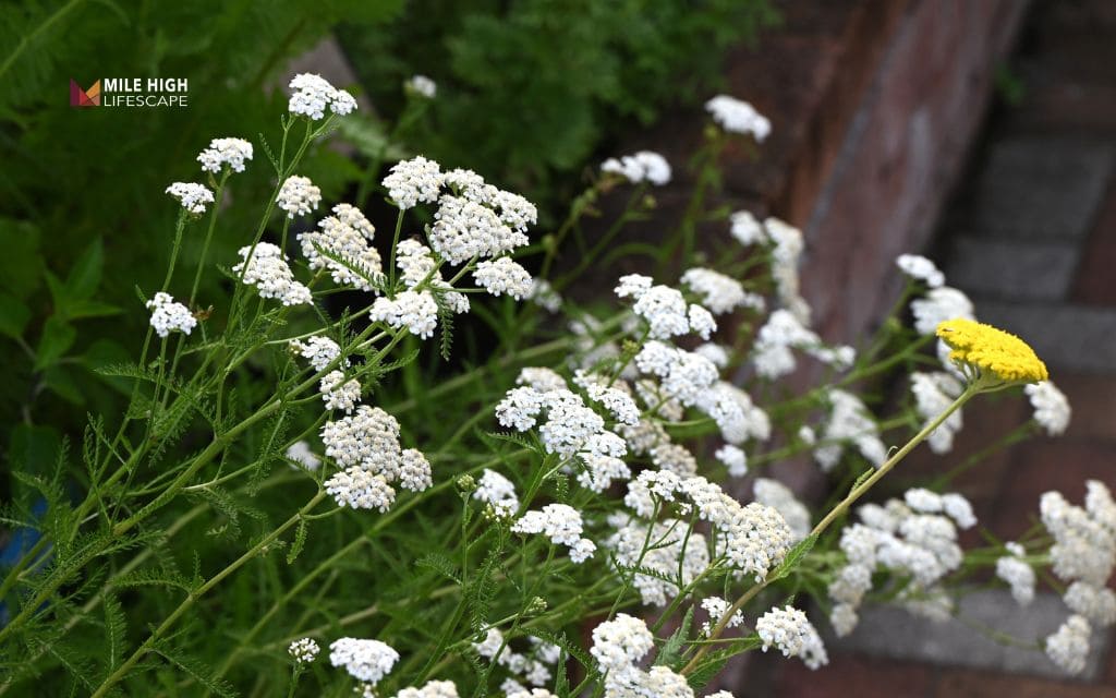 Yarrow (Achillea millefolium)