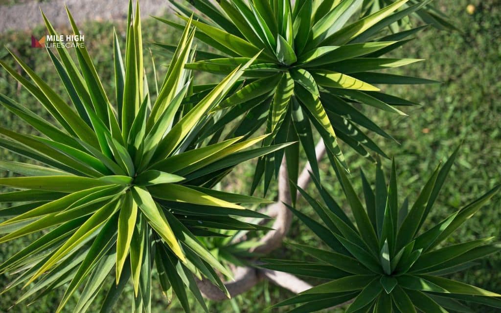 Yucca (cold-hardy varieties)