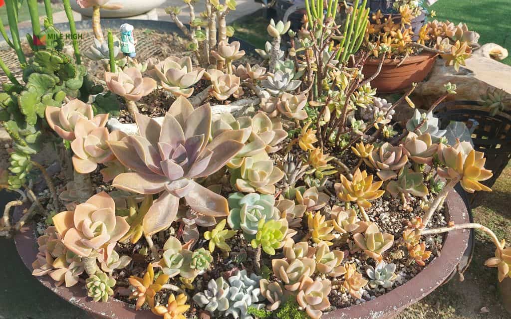 succulent rock garden: Choose your climate path (cold vs warm)